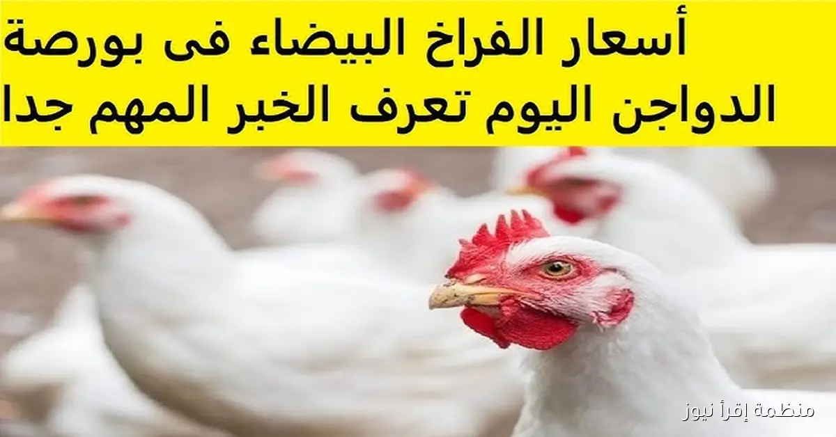 “بورصة الدواجن” أسعار الفراخ البيضاء اليوم الأربعاء 8 أكتوبر 2025 في الأسواق