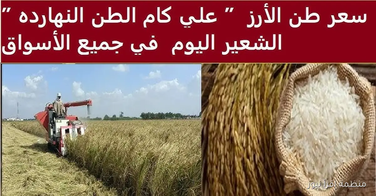 ” الاردب العريض بكام” سعر الأرز الشعير اليوم الإثنين 20 أكتوبر 2025 في بداية التعاملات الصباحية في الأسواق