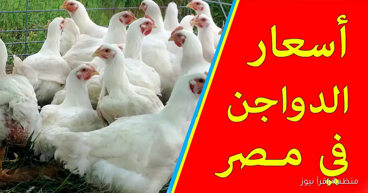 أسعار الفراخ البيضاء في بورصة الدواجن اليوم الثلاثاء 7 أكتوبر 2025 في الأسواق المحلية