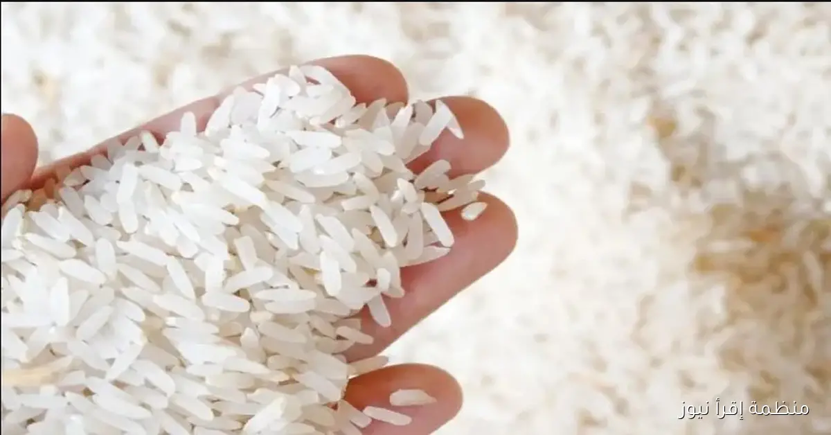 مفاجأة انهاردة .. سعر طن الأرز الشعير اليوم الاربعاء 8 أكتوبر 2025 في مصر