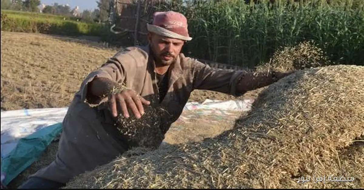 تطورات جديدة سعر طن الأرز الشعير اليوم الاثنين 13-10-2025 في مصر
