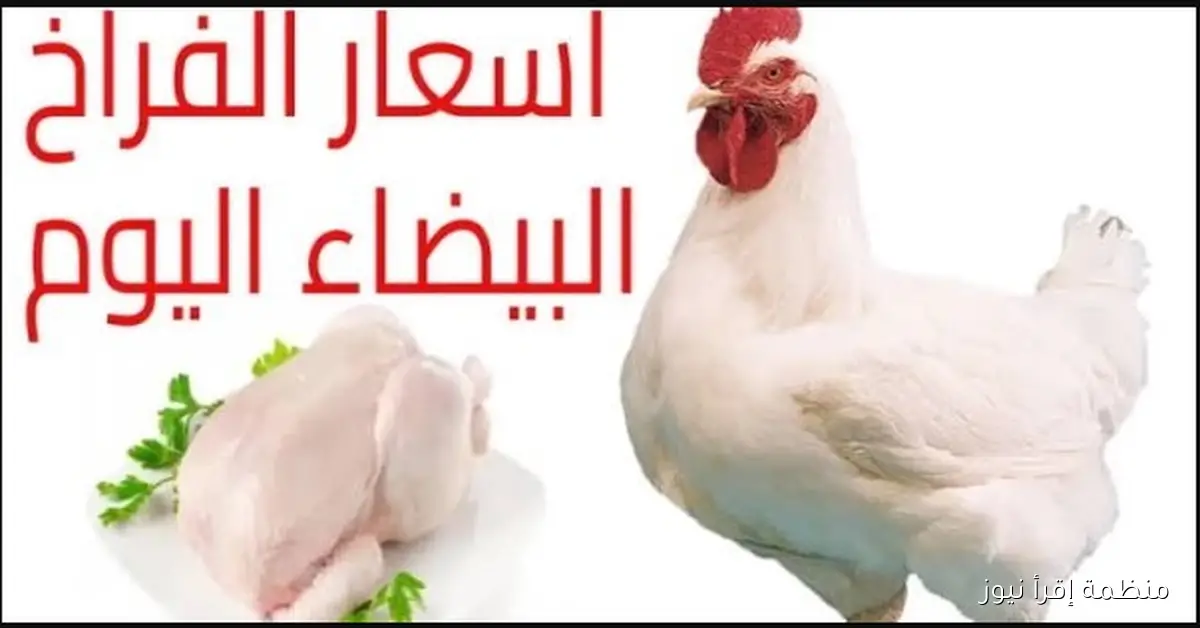 أسعار الفراخ البيضاء اليوم الاربعاء 15-10-2025 تستقر للمستهلك في الاسواق