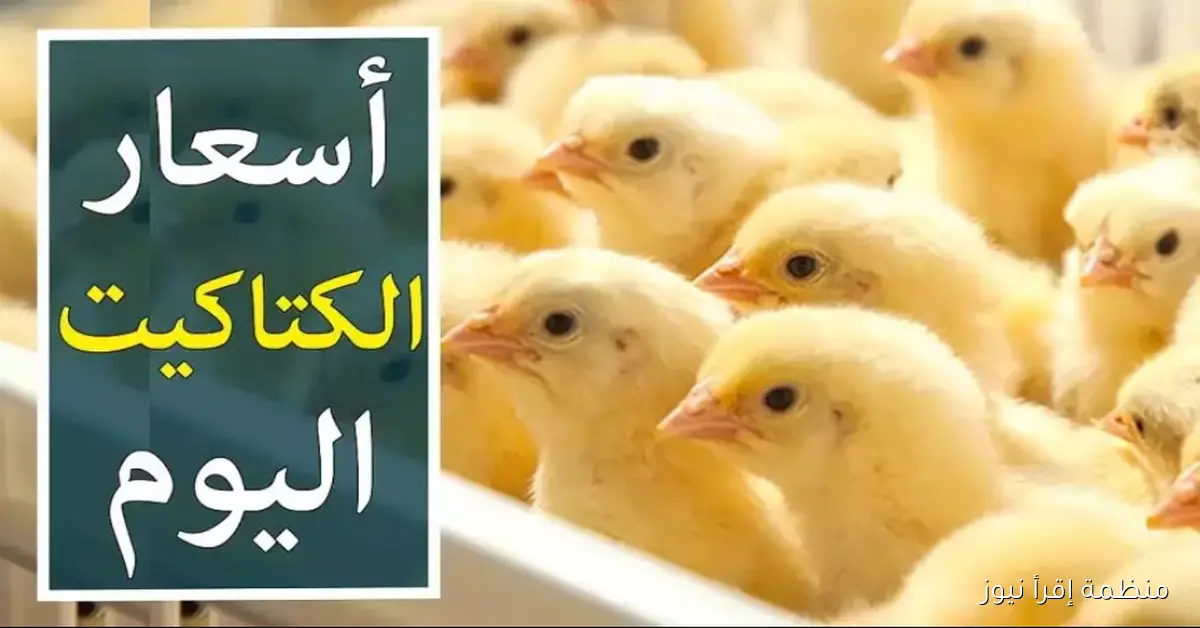 أسعار الكتاكيت اليوم الاربعاء 15 أكتوبر 2025 في مصر داخل السواق والمحلات التجارية