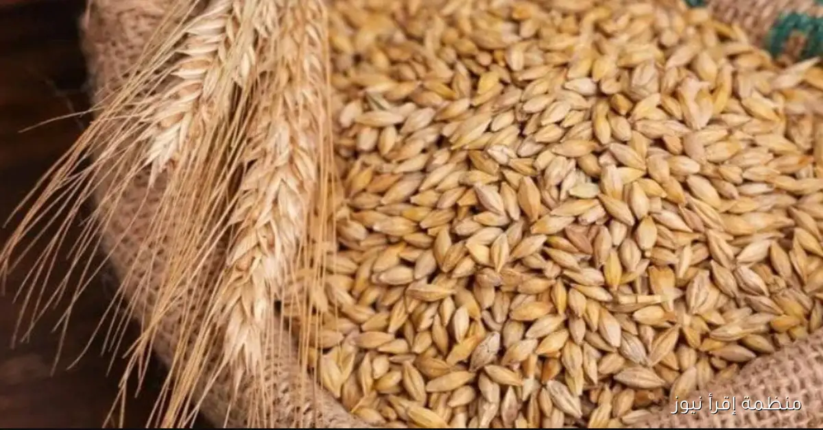 سعر طن الأرز الشعير اليوم الخميس 16 أكتوبر 2025 في مصر داخل الأسواق والمحلات التجارية