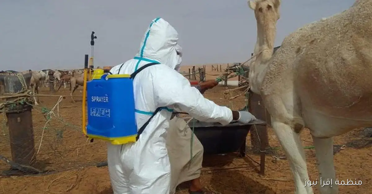 السنغال تسجل 18 حالة وفاة و140 إصابة جراء حمى الوادي المتصدع