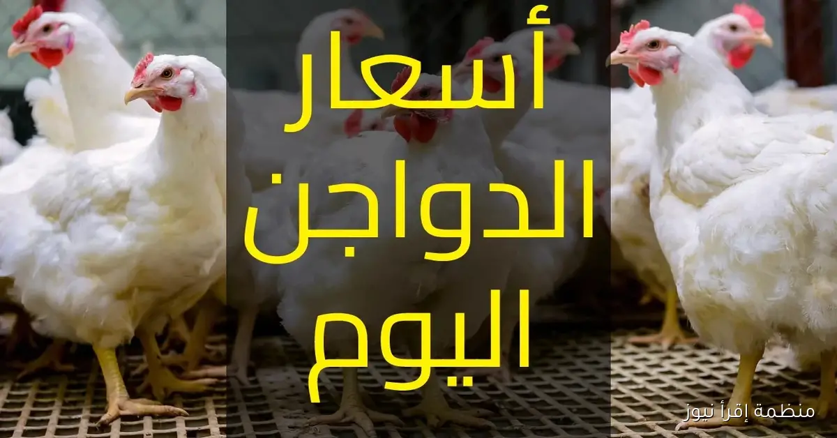 بورصة الدواجن اليوم أسعار الفراخ البيضاء الثلاثاء 7-10-2025 والساسو في الأسواق