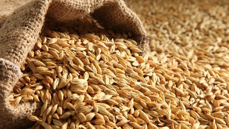 سعر طن الأرز الشعير اليوم الثلاثاء 7 أكتوبر 2025 في السوق المصري وداخل المحلات التجارية