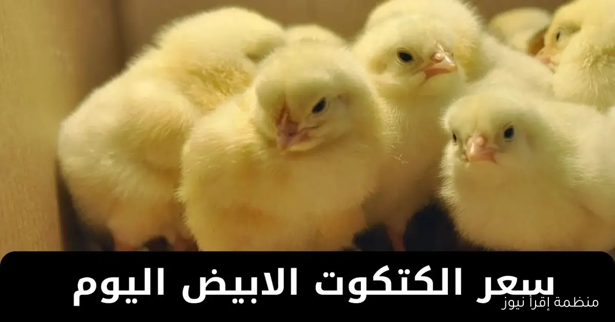 سعر الكتكوت الابيض اليوم عمر يوم الأربعاء 15 أكتوبر 2025 في جميع الشركات