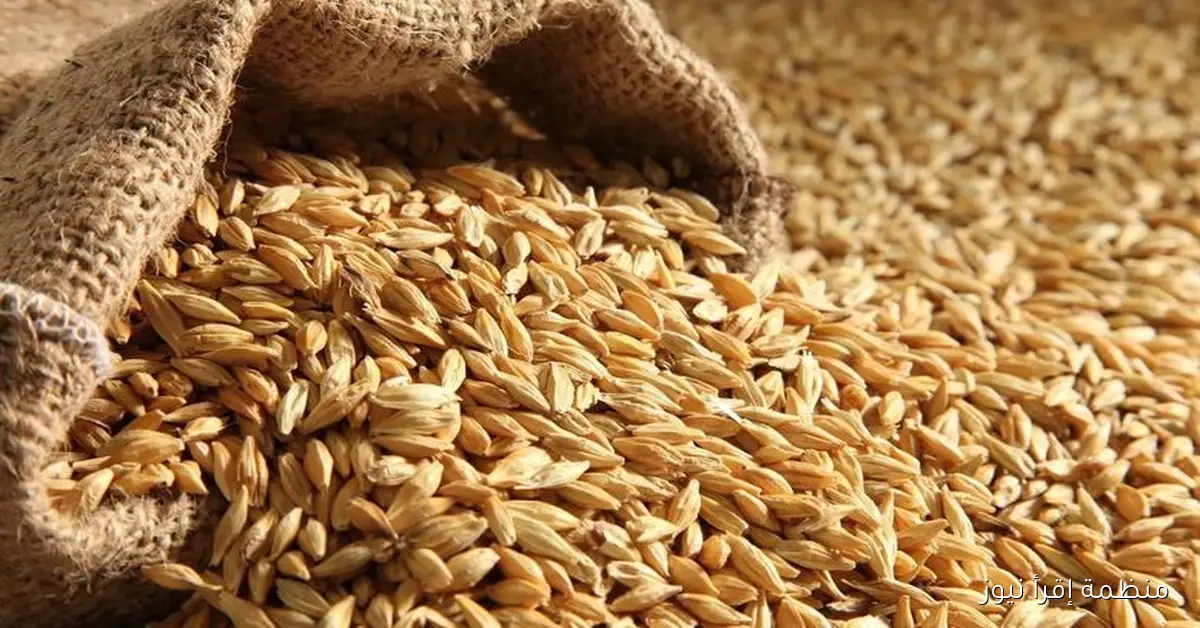 “وقت الشراء” سعر طن الأرز الشعير اليوم السبت 11 أكتوبر 2025 في الاسواق