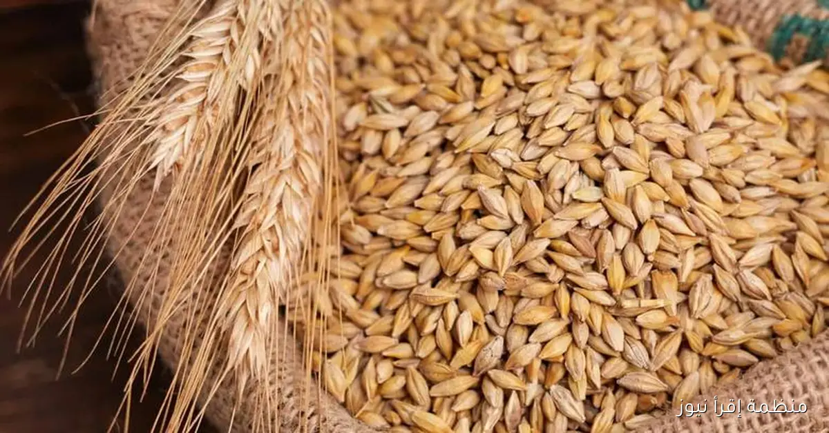 تعرف علي سعر طن الأرز الشعير اليوم الاثنين 13 أكتوبر 2025 في الأسواق