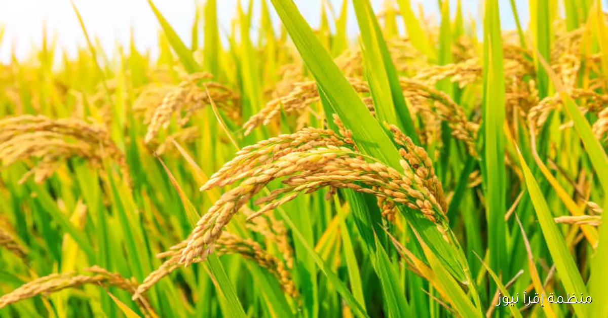 رسمياً .. سعر طن الأرز الشعير اليوم الثلاثاء 7 أكتوبر 2025 في الأسواق